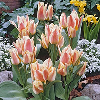 Кустовые ( многоцветковые ) тюльпаны