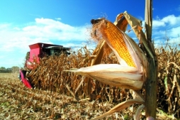 Диверсия против кукурузы