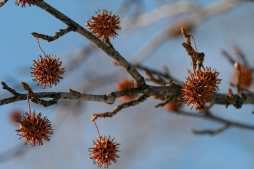 ​Почему семена и ягоды на деревьях не опадают зимой?