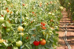 Почему помидоры в теплице не торопятся краснеть?