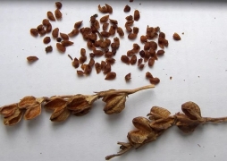 Семена гладиолусов
