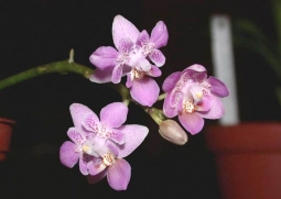 ​Орхидеи-пелорики