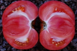 Почему томаты могут быть снаружи красными, а внутри белыми