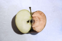 Почему яблоки темнеют на срезе?