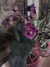 Моя первая орхидея