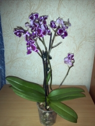 Как увеличить количество цветоносов у орхидеи