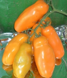 Длинноплодные томаты