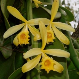 Ванильная орхидея