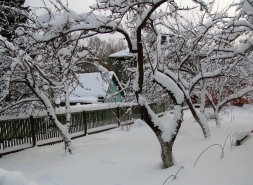 Нужно ли стряхивать снег с деревьев ?