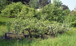 ​Стланцевые яблони