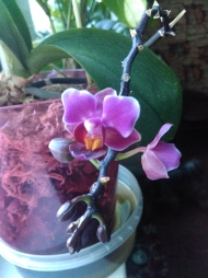 Мини-орхидея - я узнала, как ее зовут )
