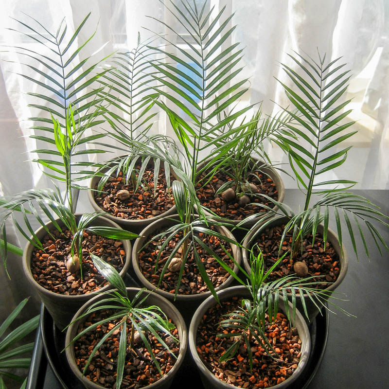 Выращивание финика из косточки в домашних. Росток хамедореи. Финиковая Пальма растение. Семена финиковой пальмы. Рассада финиковой пальмы.