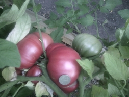 наконец то помидорки созрели