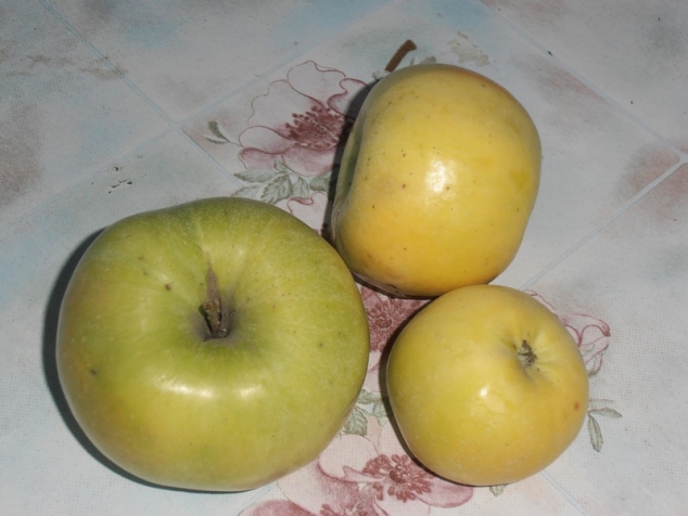 Определение сорта яблок