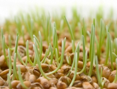 Как проращивать семена и зерна: сохрани их энергетический потенциал для своего здоровья!