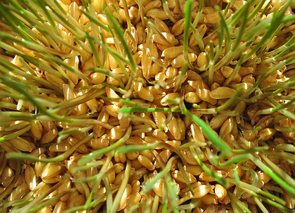 Как употреблять проросшие зерна пшеницы: рецепты и советы.Продолжение.