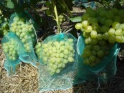 Сетки-мешочки для винограда