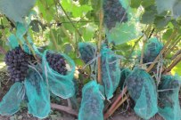 Сетки-мешочки для винограда