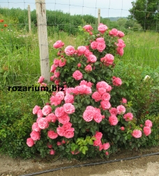 1-я весенняя обработка роз, питомник роз Полины Козловой, rozarium.biz