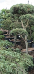 Садовый бонсай