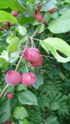 Сибирская ягодная, или вишнеплодная яблоня
