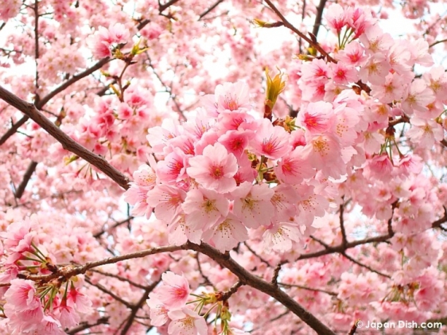 С 19 марта в Японии цветёт сакура!