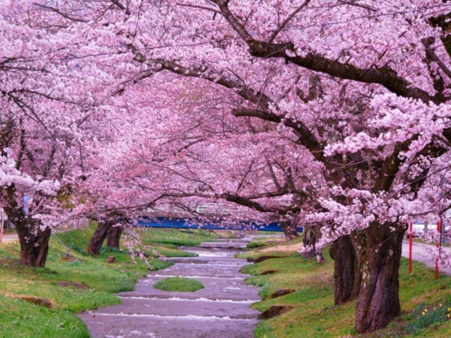 С 19 марта в Японии цветёт сакура!