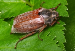 Вред и польза майского жука