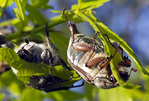 Вред и польза майского жука