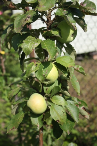 Плодоносят колоновидные яблони