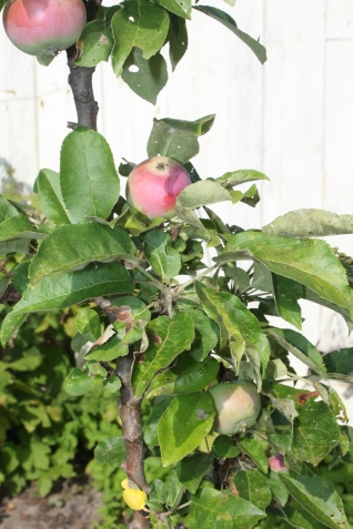 Плодоносят колоновидные яблони