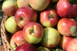 Яблоки моченые - самый простой рецепт