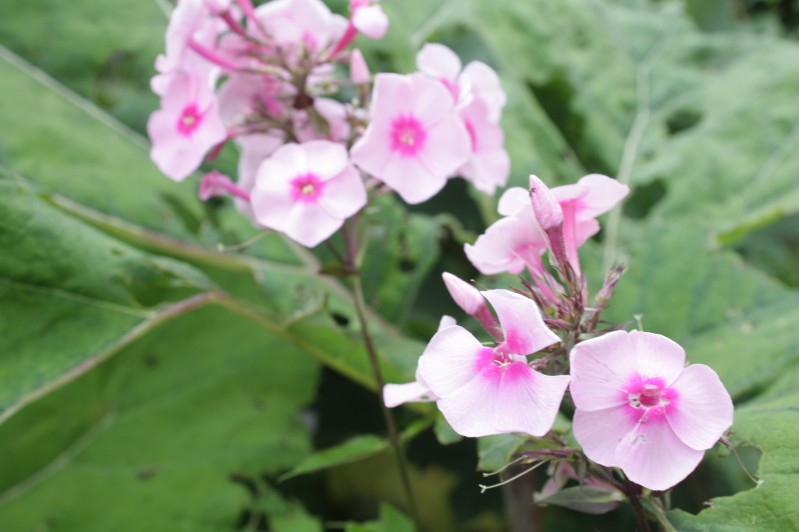 Можно ли поливать растения на даче холодный водой? Опыт успешных дачников