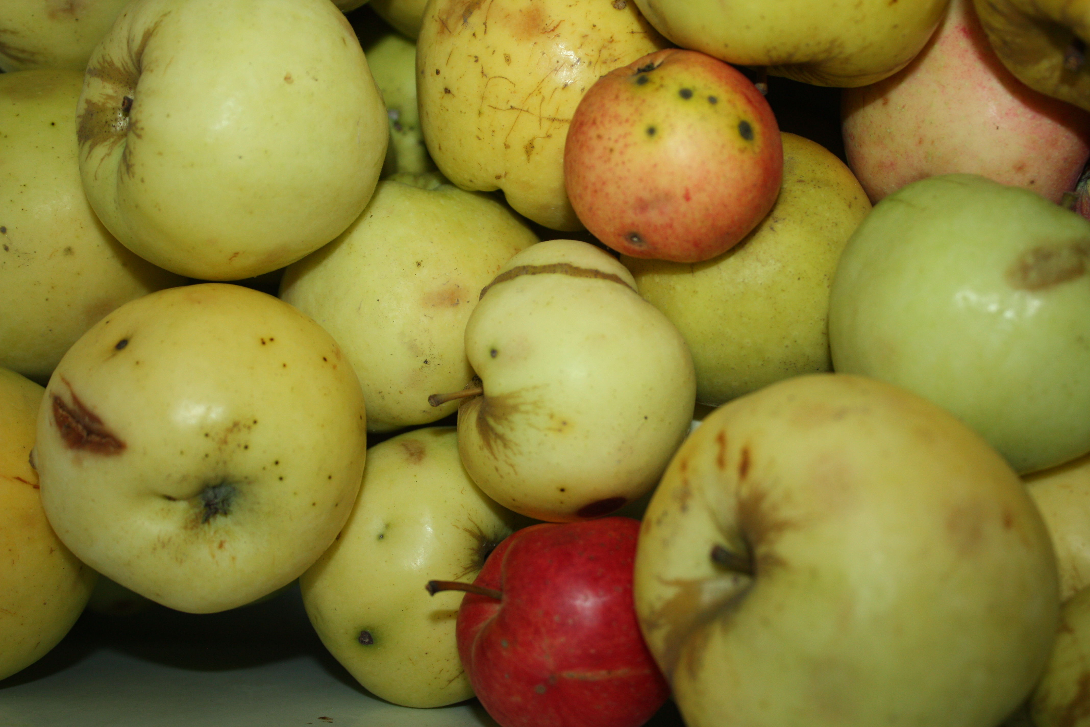 Чем подкармливать яблони весной и летом, чтобы плоды были бы сладкими