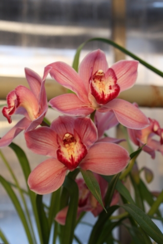 Почему орхидея не цветёт