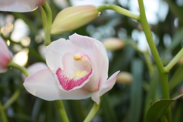 Почему орхидея не цветёт