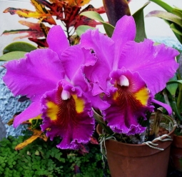 Орхидеи сорта дендробиум и каттлея.
