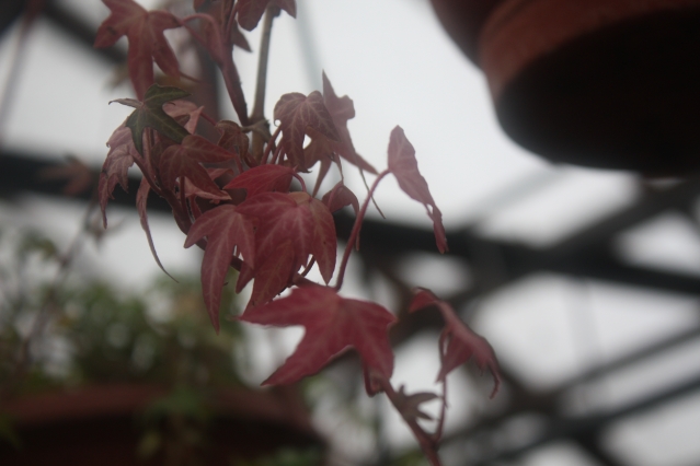 Розовеют листья у плюща.