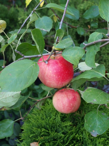 Декоративные яблони