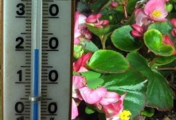 Температура в квартире и комнатные растения