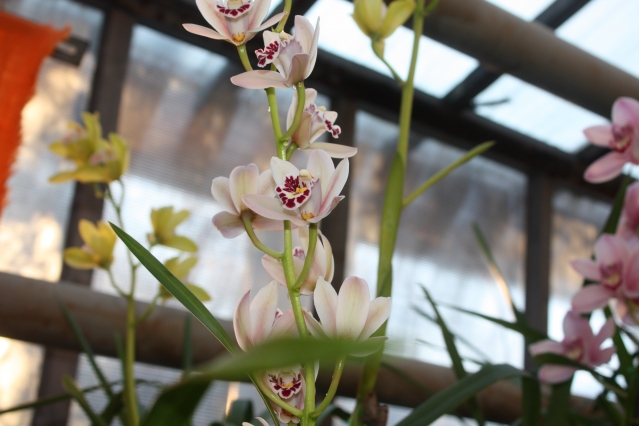 Рассадка орхидей
