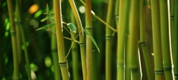 Рост бамбука