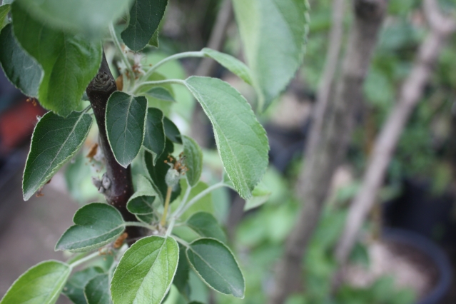 Спуровые сорта яблонь и груш – что это?