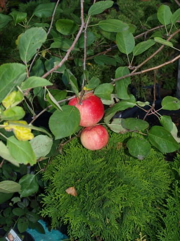 Спуровые сорта яблонь и груш – что это?