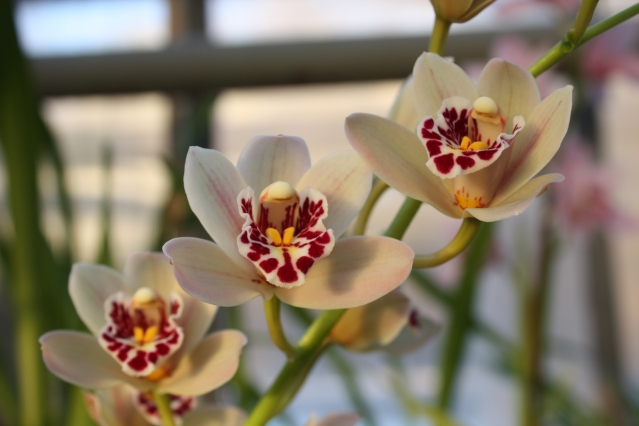 Любителям орхидей