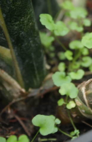 Солейролия, гелксина - Soleirolia Gaud, Helxine (Крапивные - Urticaceae)