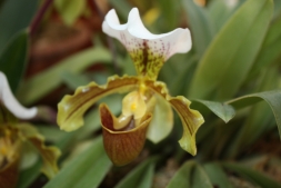 Орхидея "Венерин башмачок"