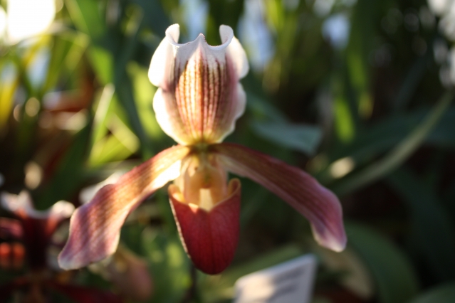 Орхидея "Венерин башмачок"