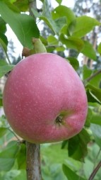 Новые сорта яблонь