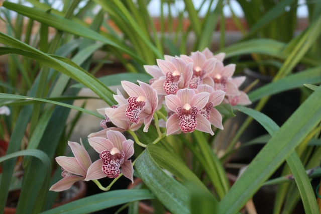 Советы по покупке орхидей